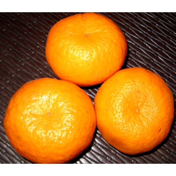 Fournisseur professionnel Fresh Mandarin Orange (50-54mm)